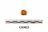 藏品(琥珀)的圖片